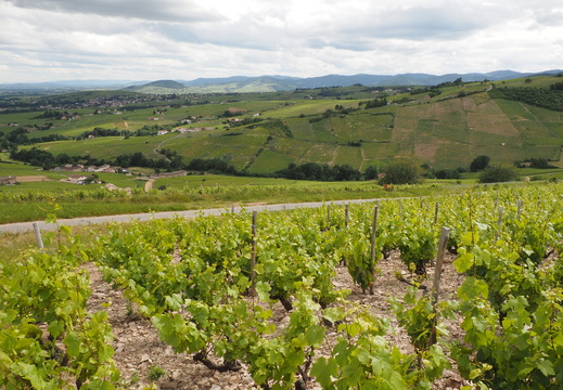 Beaujolais