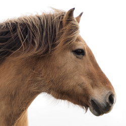 Chevaux