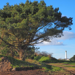 Arbres
