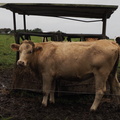 PA311341.JPG