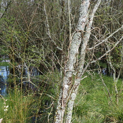 20240326 - 04 - PONTCORFF