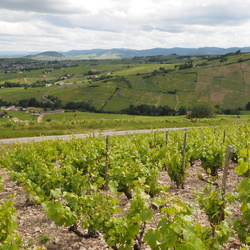 Beaujolais