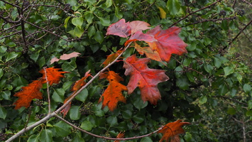 PA295559.JPG
