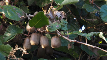 PB125051.JPG