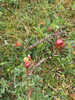 IMG-20250603-WA0011