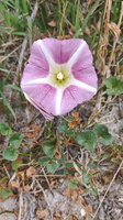 IMG-20250603-WA0006