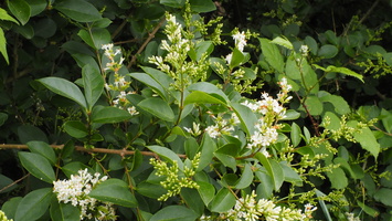 P6106465.JPG