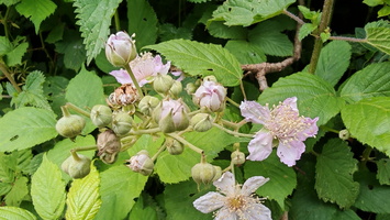 IMG-20250610-WA0037