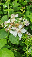 IMG-20250610-WA0035