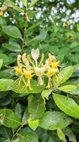 IMG-20250610-WA0014