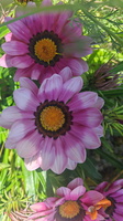 IMG-20250617-WA0019
