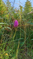 IMG-20250617-WA0028