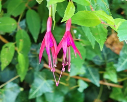 IMG-20250617-WA0013