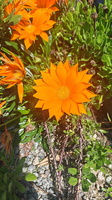 IMG-20250617-WA0005