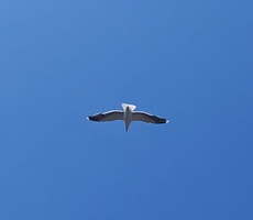 IMG-20250617-WA0002