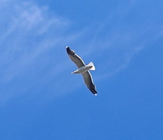 IMG-20250617-WA0001