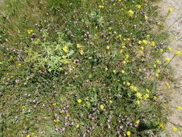 IMG-20250702-WA0004