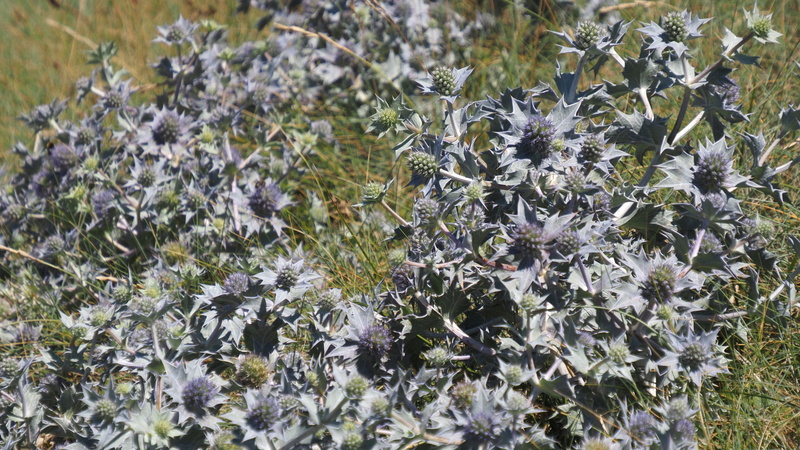 P7106274.JPG